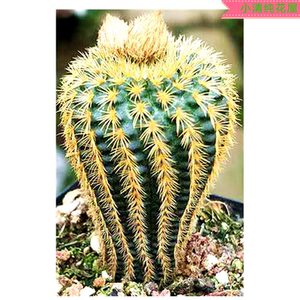 小清纯花屋 实生仙人球【黄金士童】新手易养新品奇趣植物防辐射