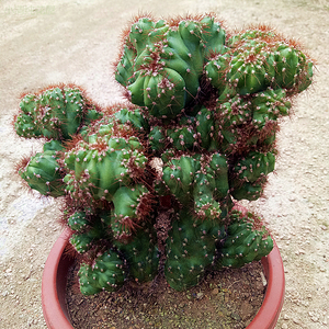 虎头罗汉山 仙人掌类沙生多肉植物 虎头山影 绿植盆栽