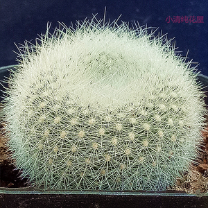 仙人球白头翁