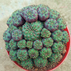 仙人球欧州进口 多肉植物 【青蛙王子群生多头】 嫁接落地有根