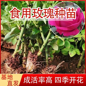 精品云南可食用玫瑰花苗阳台盆栽庭院地栽四季开花浓香大花多品种