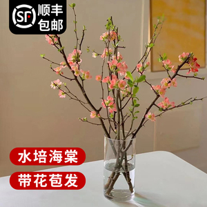 海棠花干枝遇水开花水培植物鲜切好养带花苞日本贴梗海棠插水开花
