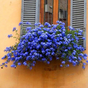 蓝雪花苗四季耐热好养植物盆栽阳台庭院爬藤攀援垂吊花卉带花易活