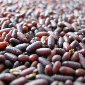 苍蝇种蝇蛆种苗工程蝇蝇蛹家蝇蛹蛆虫养殖加送20%不加价50元2万只