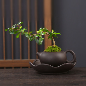 懒人花盆自动吸水盆器陶瓷茶壶福建茶绿植紫砂盆景盆创意个性组合