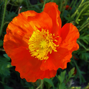 耐寒易活东方虞美人种子混色冰岛虞美人阳台庭院花坛美化盆栽易种