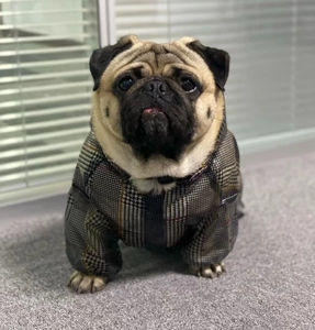 纯种巴哥幼犬憨厚哈巴狗八哥犬短毛犬法斗小型犬家养宠物真狗活体