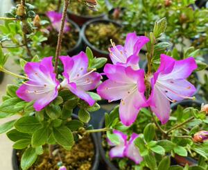 深山雾岛杜鹃  深山满月