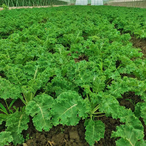 甘蓝种子四季盆栽蔬菜种孑食用观赏紫色雨衣语衣羽叶绿翡翠籽1人付款