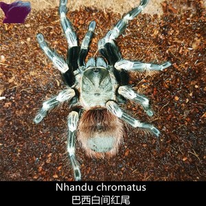 巴西白间红尾捕鸟蛛宠物蜘蛛观赏宠物活体