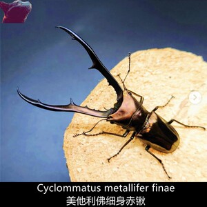 美他利佛锹形虫