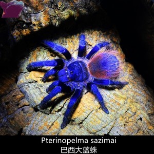 巴西大蓝蛛捕鸟蛛宠物蜘蛛新手入门品种爬宠爬虫