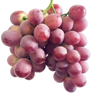 四川紫晶红提子葡萄包邮 葡萄红提多汁新鲜水果成都永安红提