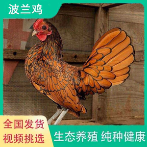 波兰观赏鸡种蛋