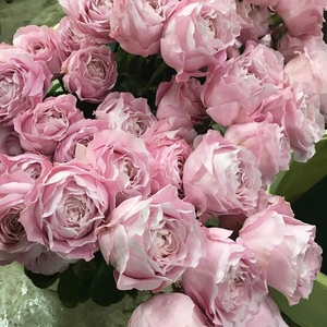 缘月四樱四花四心四恋四爱四吻四纯全四系列四季切花月季花苗盆栽