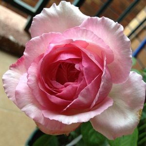 月季 大苗 伊芙马蒂诺风琴藤本浓香大花爬藤玫瑰花糖果香