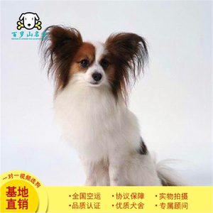 出售纯种蝴蝶犬家养活体幼犬小型长毛宠物狗双血统赛级蝴蝶犬包邮
