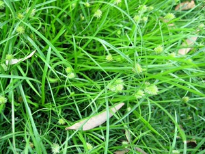 野生一箭球:水蜈蚣,水百足,三角草,三叶珠,单打槌500克干品