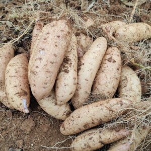 红薯澳洲紫白地瓜白皮白心河南洛阳伊川种植基地直发
