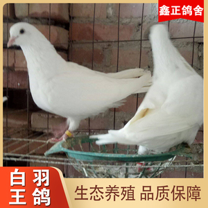 鸽子活体一对大体型信鸽白鸽肉鸽幼鸽青年鸽白羽王鸽观赏鸽种鸽