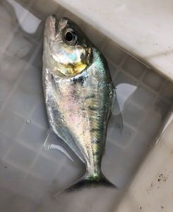 黑食水虎秘鲁黑钻黑食苗秘鲁黑食热带雨林凶猛活水虎