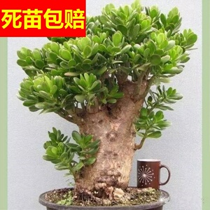 绿植大型多肉植物玉树老桩玉树盆景玉树花盆栽苗燕子掌厚脸皮客厅
