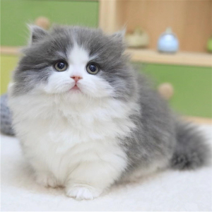 纯种蓝白拿破仑矮脚猫幼崽曼基康矮脚小短腿猫活体长毛宠物猫幼猫