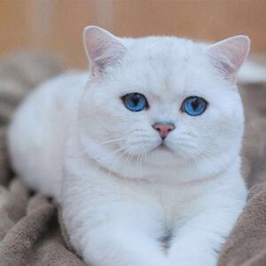 爱心无偿领养猫咪活物纯白英短猫咪白猫英国短毛猫幼崽幼猫小猫咪