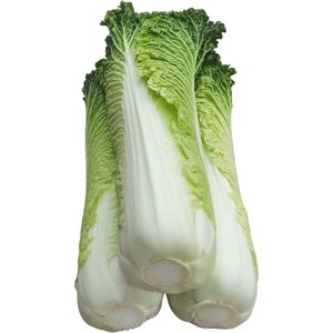 云南高山蔬菜新鲜青麻叶大白菜青口白菜核桃纹白菜绿叶菜现摘现发
