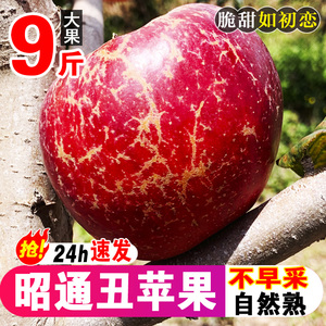 云南昭通市丑苹果水果新鲜整箱当季10斤红露富士糖心苹果绍通