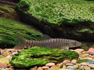 江西副沙鳅,花斑副沙鳅,底层鱼鳅类,工具鱼,原生观赏鱼