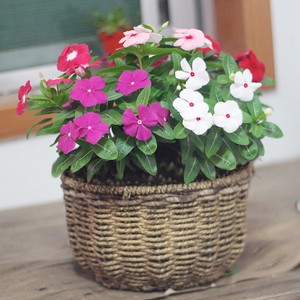 长春花盆栽天天开花卉观花植物室内桌面小花春季阳台绿植带花包邮