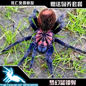 哥伦比亚梦幻蓝镭射宠物蜘蛛活体捕鸟高端收藏级x属 蓝镭 镭射