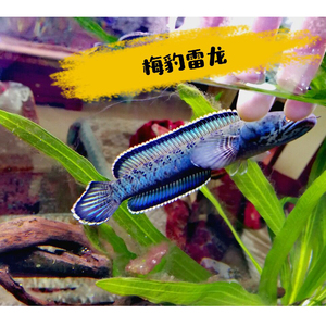 梅豹雷龙鱼 奶茶雷龙七彩雷龙黄金眼镜蛇