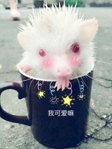 简笔画-绘制小刺猬