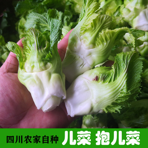 四川儿菜新鲜包邮抱儿菜新鲜 5斤耳菜四川 儿菜泡菜娃娃菜咸菜3斤