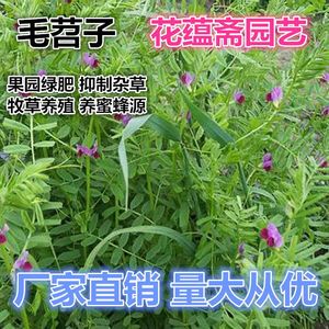 紫花苕种子四季野豌豆毛苕子园林绿肥果林绿肥草籽箭舌豌豆种子