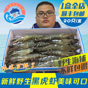 青岛大虾野生黑虎虾新鲜大草虾包邮鲜活海鲜冷冻水产九节虾斑节虾