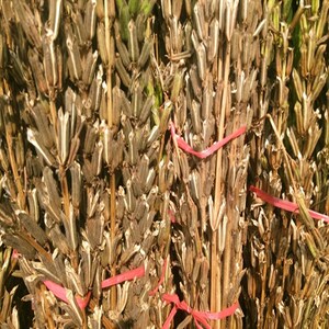 0010人付款淘宝芝麻杆子干枝秸秆梗搬家乔迁新居用品芝麻开花节节高