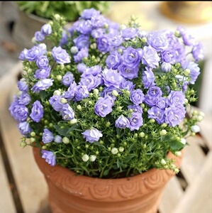 进口丹麦风铃梦露丹麦重瓣风铃草盆栽花苗清新风铃室内阳台庭院