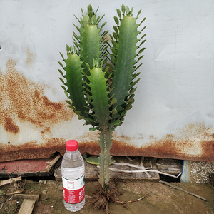 龙骨花室内花 植物巴西龙骨盆栽霸王鞭大型仙人掌护宅招财包邮