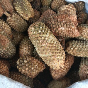 山菠萝 野生假菠萝 中药材分叉露兜 树果 野菠萝 罗鼓仔 水拖髻