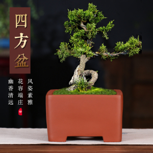紫砂盆景盆 四方发财树榕树盆兰花陶瓷盆君子兰花盆多肉植物盆