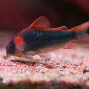 南美野生尼青鼠鱼尼格罗青鼠鱼鼠鱼小型热带鱼底栖鱼