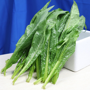 苦麦菜新鲜尖叶宽叶大叶甜麦菜南方广东农家自种蔬菜当季买青菜