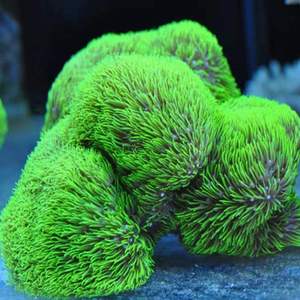 荧光绿草皮珊瑚人工繁殖lps软体活体活物水族海缸日本紫草皮珊瑚