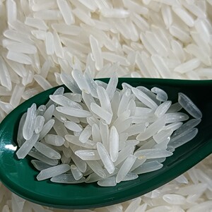 新米连云山猫牙米10斤泉水丝苗黄花粘米晚稻长粒湖南大米灿米5kg