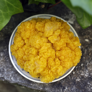 云南香格里拉野生金耳菌干 大朵完整 养颜滋润脑耳黄耳无硫纯手工