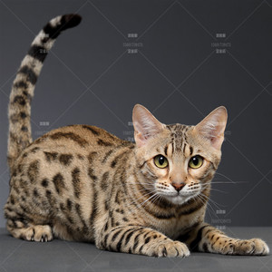 孟加拉豹猫纯种玫瑰红