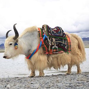 牦牛活物骑乘黑白色萌宠小牦牛活体养殖好饲养动物园景区观赏小牛